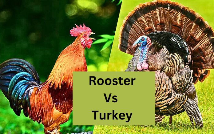 Rooster Vs Turkey